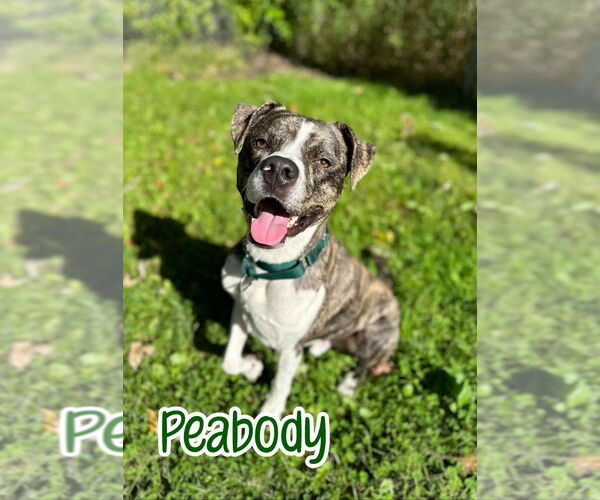 Medium Photo #3 Boxer-Unknown Mix Puppy For Sale in Port Clinton, OH, USA