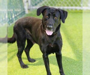 Shepradors Dogs for adoption in Camarillo, CA, USA