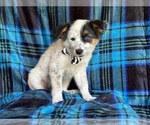 Small #1 Australian Cattle Dog-Border Collie Mix