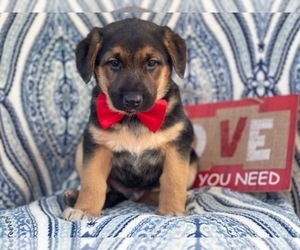 German Shepherd Dog-Unknown Mix Puppy for sale in LAKELAND, FL, USA