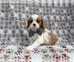 Small #6 Cavalier King Charles Spaniel