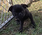 Small Photo #23 Pug Puppy For Sale in HILLSDALE, MI, USA