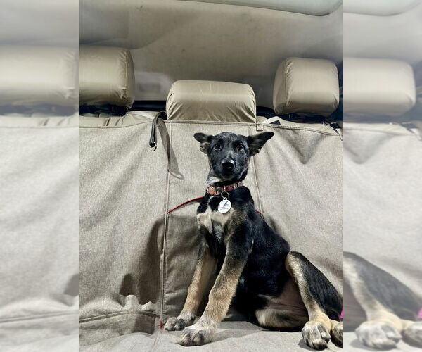 Medium Photo #8 German Shepherd Dog-Unknown Mix Puppy For Sale in West Sacramento, CA, USA