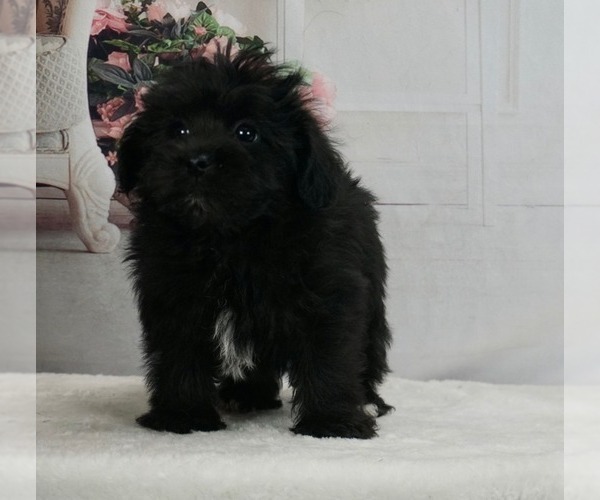 Medium Photo #1 -YorkiePoo Mix Puppy For Sale in WARSAW, IN, USA
