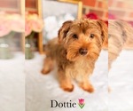 Small #19 Yorkshire Terrier