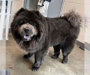 Chow Chow Dogs for adoption in Waterford, VA, USA