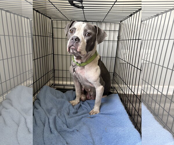 Medium Photo #2 American Staffordshire Terrier-Bull Terrier Mix Puppy For Sale in Holly Springs, NC, USA