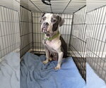 Small #1 American Staffordshire Terrier-Bull Terrier Mix
