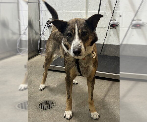 Medium Photo #1 German Shepherd Dog-Unknown Mix Puppy For Sale in Forestville, MD, USA