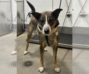 German Shepherd Dog-Unknown Mix Dogs for adoption in Forestville, MD, USA