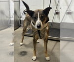 *SOPHIE - Female German Shepherd Dog-Unknown Mix Dog for Adoption - Small photo