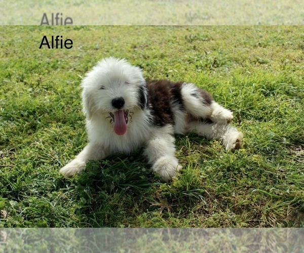 Medium Photo #4 Old English Sheepdog Puppy For Sale in CARDWELL, MO, USA