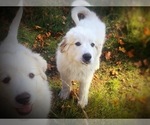 Small Photo #7 Great Pyrenees Puppy For Sale in YELM, WA, USA