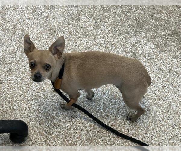 Medium Photo #1 Chihuahua Puppy For Sale in Pueblo, CO, USA