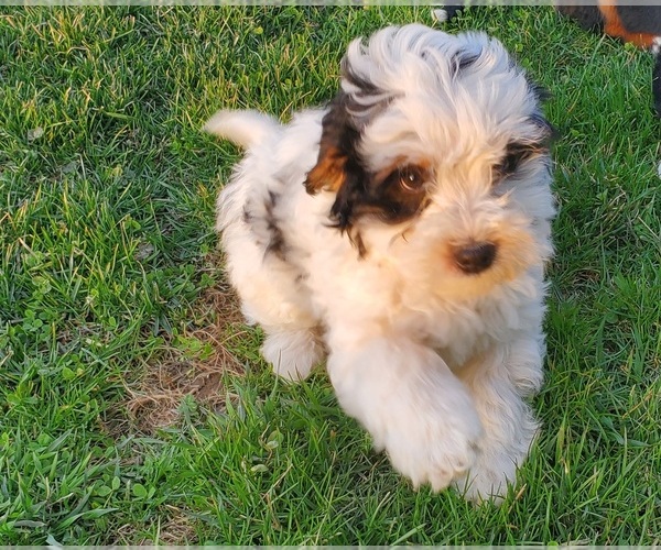 Medium Photo #1 Bernedoodle (Miniature) Puppy For Sale in LEETONIA, OH, USA