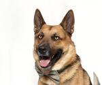 Small #1 German Shepherd Dog