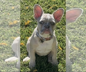 French Bulldog Puppy for Sale in BRIGHTON, Colorado USA