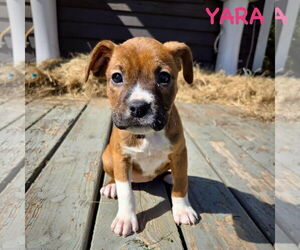 Boxer Dogs for adoption in Dumont, NJ, USA