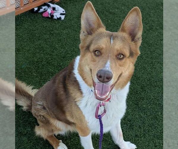 Medium Photo #2 Australian Shepherd-German Shepherd Dog Mix Puppy For Sale in Las Vegas, NV, USA