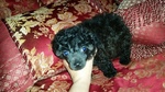 Puppy 1 Poodle (Miniature)