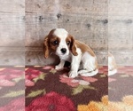 Small #11 Cavalier King Charles Spaniel