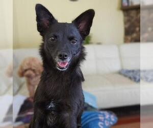 Mutt Dogs for adoption in Morganville, NJ, USA
