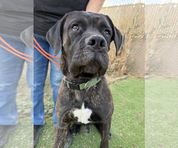 Medium Photo #4 Mutt Puppy For Sale in Goodyear, AZ, USA