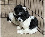 Small Photo #5 Shih-Poo Puppy For Sale in GLOUCESTER, VA, USA