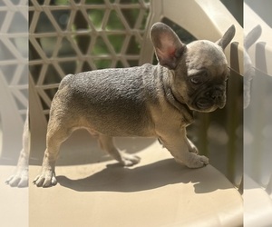 French Bulldog Puppy for sale in UNION CITY, GA, USA
