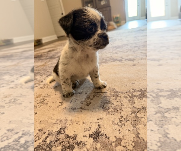 Medium Photo #5 Chiranian Puppy For Sale in OAK GROVE, KY, USA