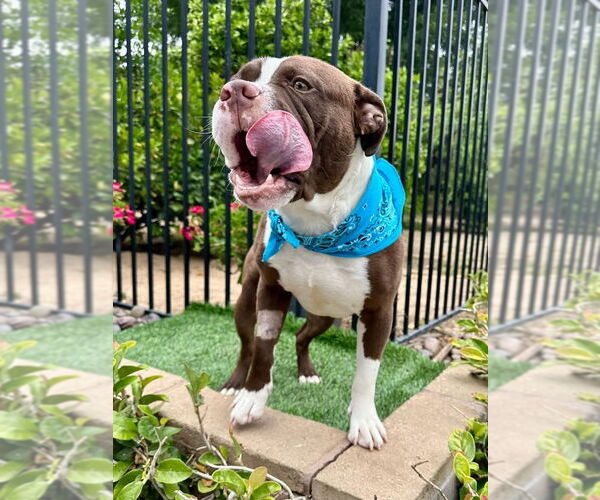 Medium Photo #2 American Pit Bull Terrier-Unknown Mix Puppy For Sale in Redlands, CA, USA