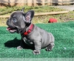 Small #1 French Bulldog