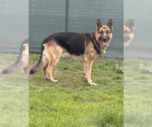 German Shepherd Dog Dogs for adoption in Santa Cruz, CA, USA