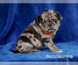 Jug Puppy for sale in LIBERTY, KY, USA