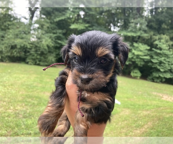 Medium Photo #2 Yorkshire Terrier Puppy For Sale in MIDTOWN, TN, USA