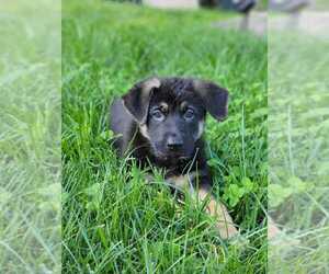 German Shepherd Dog Puppy for sale in HAZELWOOD, MO, USA