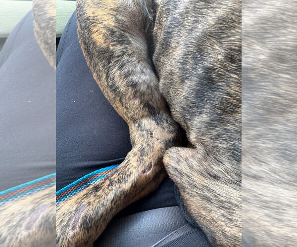 Medium Photo #23 Doberman Pinscher-Unknown Mix Puppy For Sale in Buffalo, MN, USA