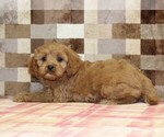 Small #1 Cavapoo (Miniature)