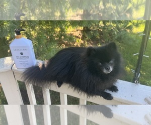 Pomeranian Puppy for sale in ROMEOVILLE, IL, USA