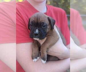 Boxer Puppy for sale in CHESTERFIELD, MO, USA