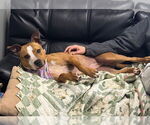 Small #2 American Pit Bull Terrier