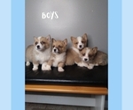 Small Photo #1 Pembroke Welsh Corgi Puppy For Sale in INDIANAPOLIS, IN, USA