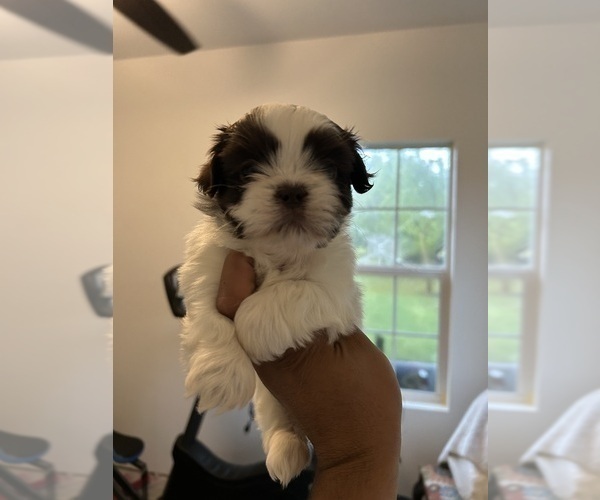 Medium Photo #1 Shih Tzu Puppy For Sale in DEL VALLE, TX, USA