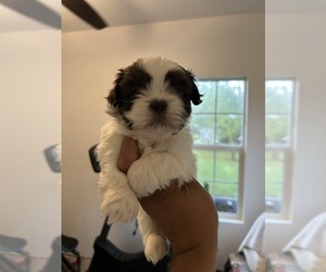 Shih Tzu Puppy for sale in DEL VALLE, TX, USA