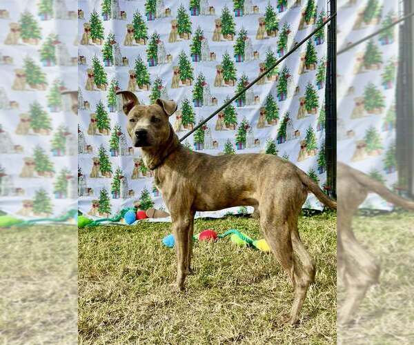 Medium Photo #1 Mutt Puppy For Sale in Abbeville, LA, USA