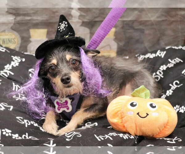 Medium Photo #2 Mutt Puppy For Sale in Victorville, CA, USA