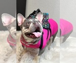 Small #3 French Bulldog