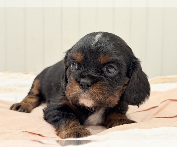 Medium Photo #14 Cavalier King Charles Spaniel Puppy For Sale in WAXAHACHIE, TX, USA
