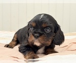 Small Photo #14 Cavalier King Charles Spaniel Puppy For Sale in WAXAHACHIE, TX, USA