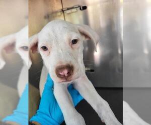American Staffordshire Terrier-Unknown Mix Dogs for adoption in San Antonio, TX, USA